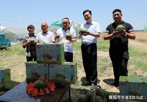 娱乐吃瓜小菠萝小说,揭秘娱乐圈背后的秘密与八卦