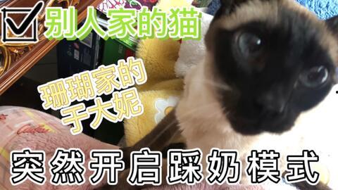 娱乐吃瓜酱猫打翻电视,引发网友热议
