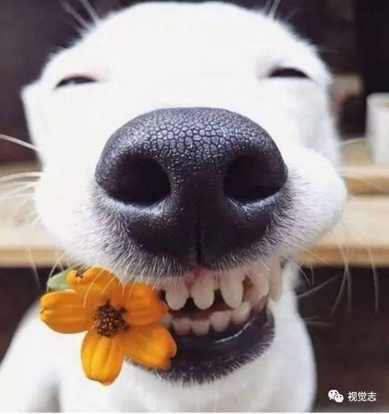 娱乐吃瓜酱狗,揭秘娱乐圈背后的趣味故事