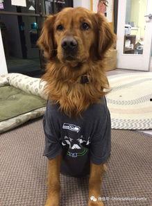 娱乐吃瓜汪星人是谁,网络红星的崛起之路